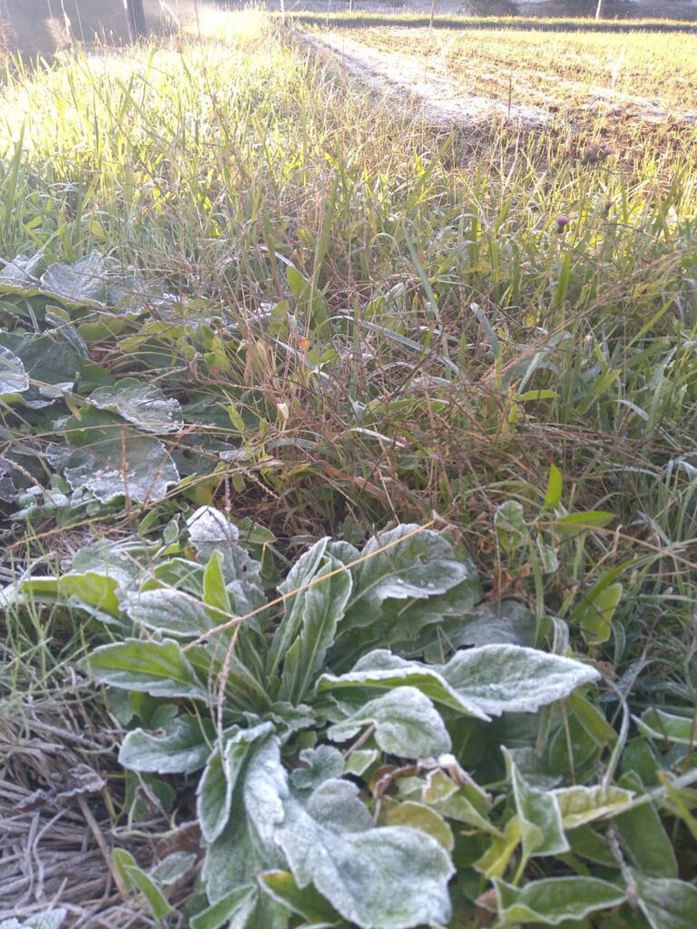 初霜が降りました。