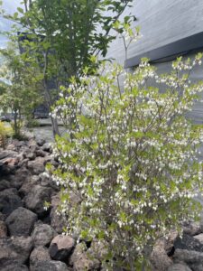 丸い葉と壺形の花が特徴のドウダンツツジ。