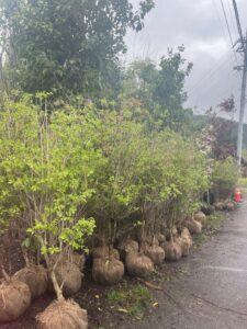 ドウダンツツツジ