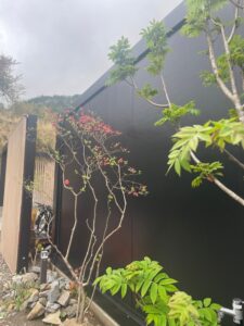 黒バックのヤマツツジ