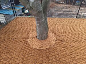 コイヤーグラウンドと植栽